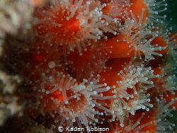 Strawberry Anemones take over in armies. by Kaden Robison 